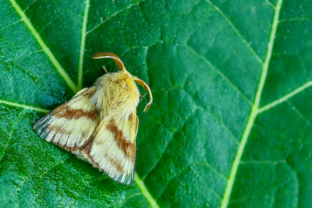 Malacosoma castrensis - kutyatejszövő