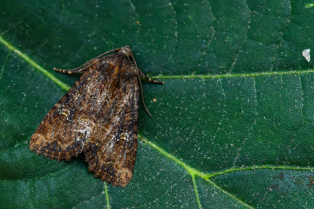 Mesapamea secalella/secalis