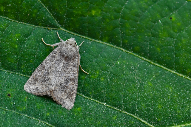 Parastichtis suspecta - sötét erdeibagoly