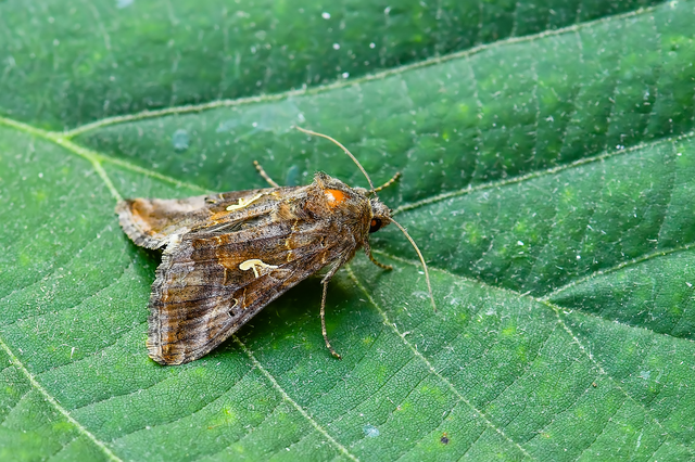 Autographa gamma - gammalepke