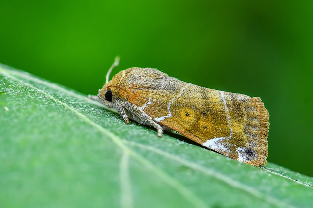Cosmia affinis - barna lombbagoly