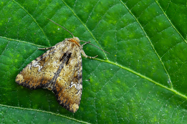 Loscopia scolopacina - csinos dudvabagoly