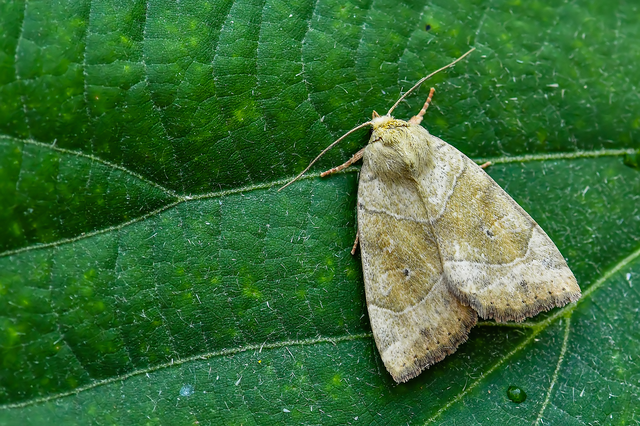 Cosmia trapezina - közönséges lombbagoly