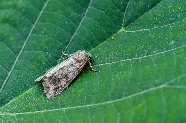 Parastichtis suspecta - sötét erdeibagoly