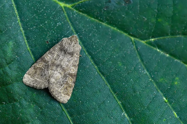 Parastichtis suspecta - sötét erdeibagoly