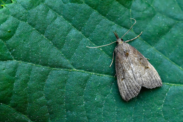 Hypena rostralis - közönséges karcsúbagoly