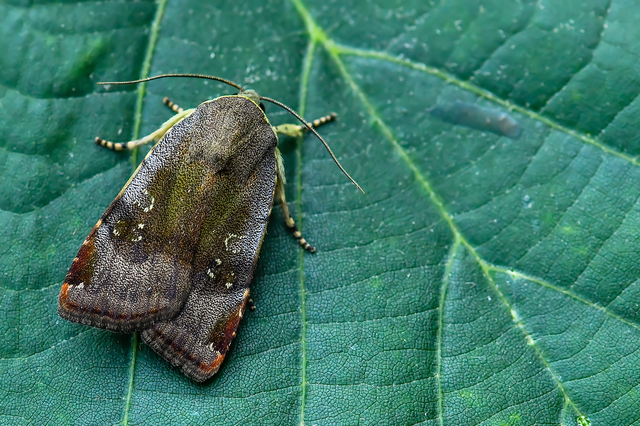 Noctua janthe/janthina