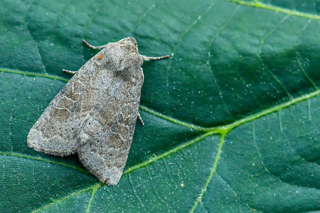 Parastichtis suspecta - sötét erdeibagoly