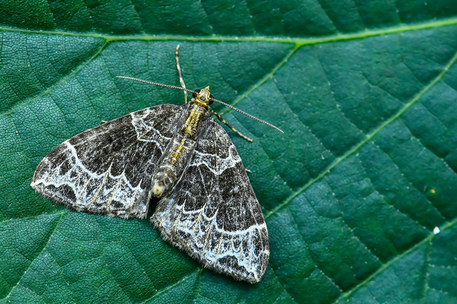 Ecliptopera silaceata - barna tarkaaraszoló