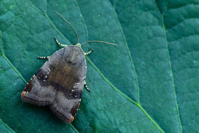 Noctua janthe/janthina