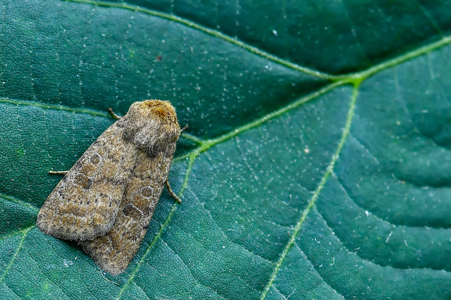 Hoplodrina octogenaria - barna selymesbagoly
