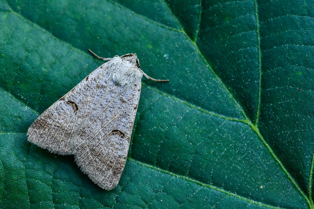 Lygephila craccae - gyakori csüdfűbagoly