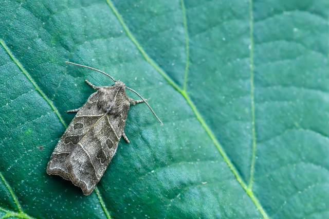 Ipimorpha retusa - sarlós fűzbagoly