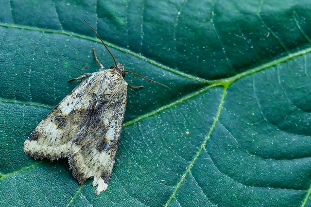 Heliothis adaucta - somkóróbagoly