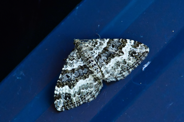 Epirrhoe alternata - galaj-tarkaaraszoló
