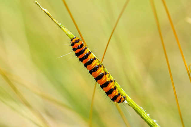 Tyria jacobaeae - jakabfű-medvelepke