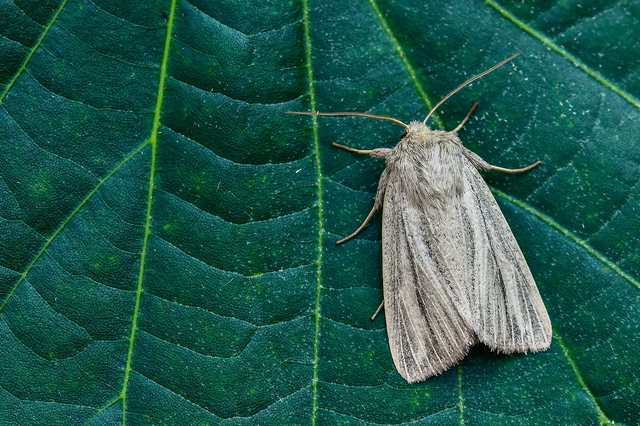 Mythimna pudorina - vörös rétibagoly