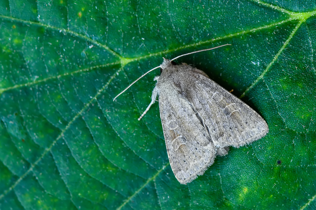 Parastichtis suspecta - sötét erdeibagoly
