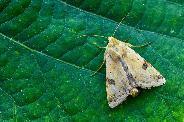 Heliothis peltigera - nagy veteménybagoly