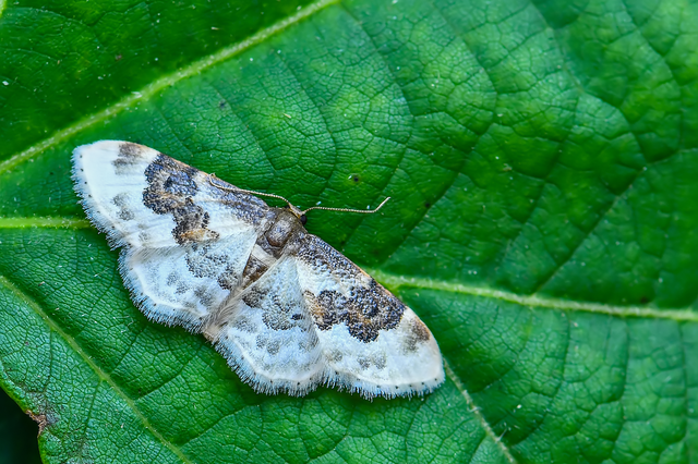 Idaea rusticata - tarka apróaraszoló Idaea rusticata - tarka apróaraszoló