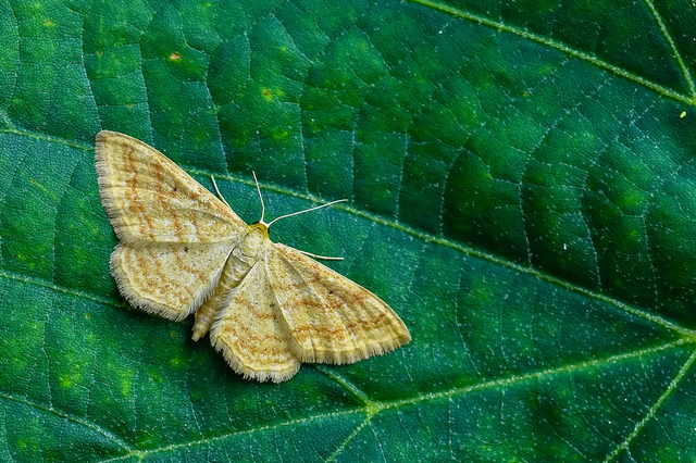 Idaea rufaria - vörhenyes sávosaraszoló Idaea rufaria - vörhenyes sávosaraszoló