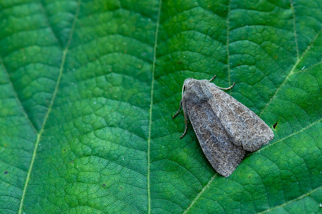 Parastichtis suspecta - sötét erdeibagoly