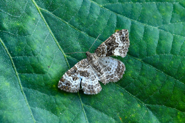 Epirrhoe alternata - galaj-tarkaaraszoló