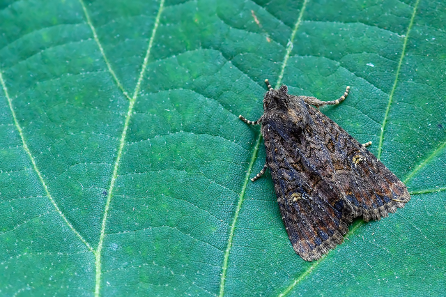 Mesapamea secalella/secalis