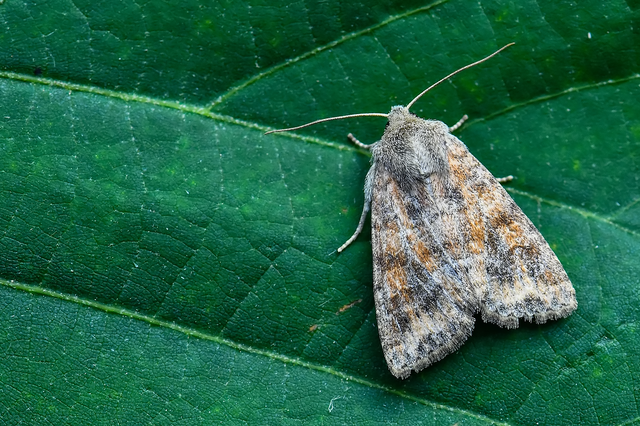 Parastichtis suspecta - sötét erdeibagoly