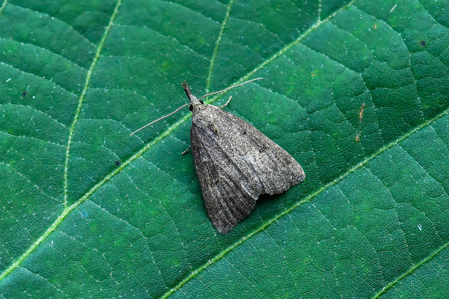 Hypena rostralis - közönséges karcsúbagoly