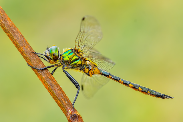 Somatochlora flavomaculata - sárgafoltos smaragdszitakötő