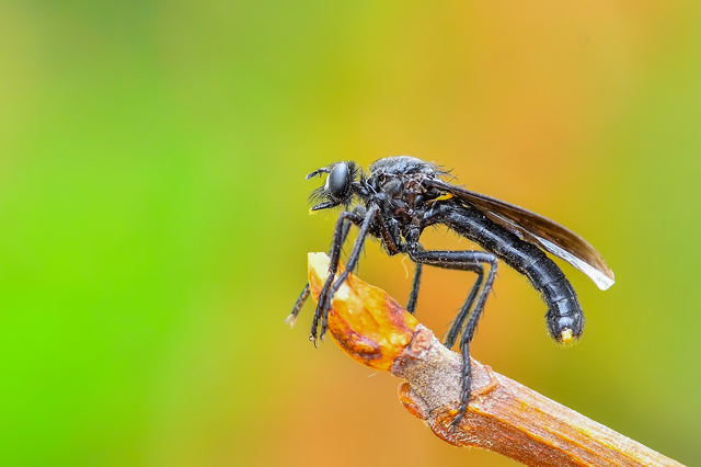 Diptera - Kétszárnyúak