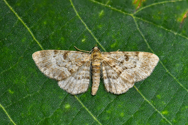 Eupithecia abietaria - nagyfoltú törpearaszoló