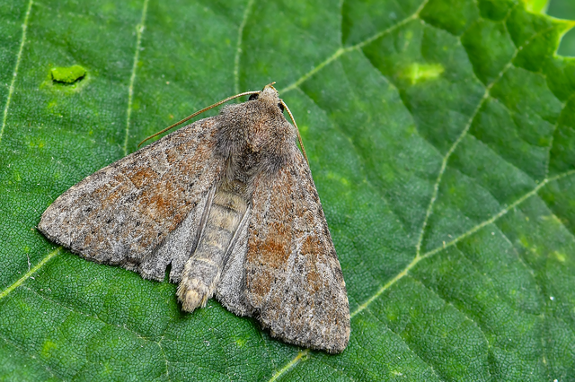 Parastichtis suspecta - sötét erdeibagoly