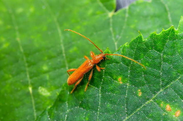 Axinopalpis gracilis - kecses selymescincér