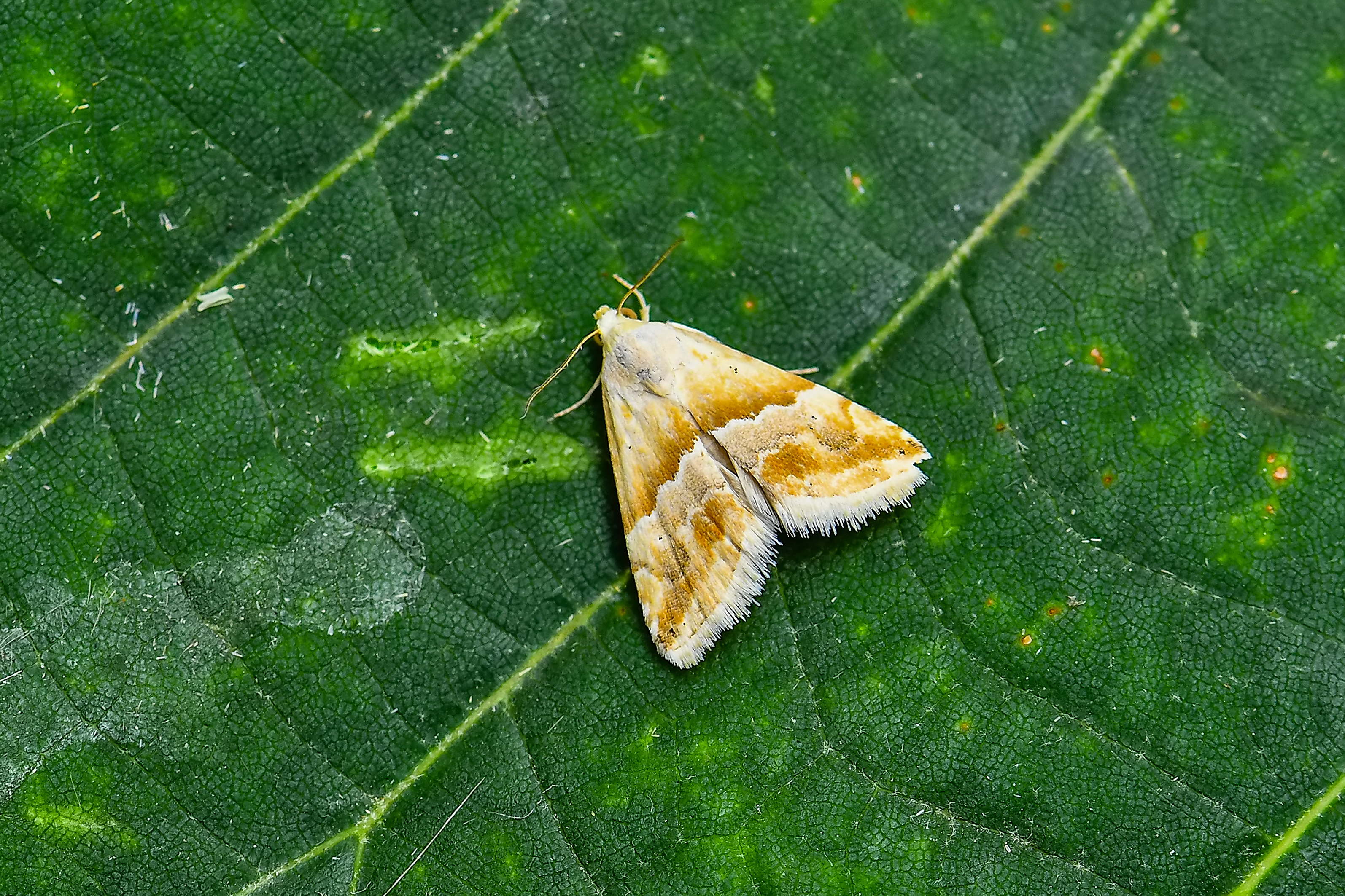 Eublemma parva - peremizs-törpebagoly