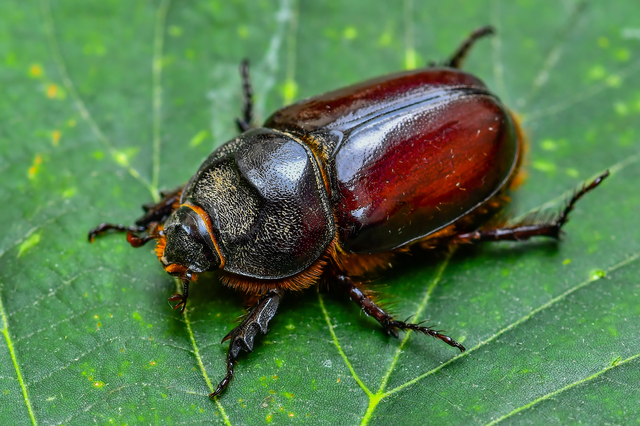 Oryctes nasicornis - orrszarvú bogár