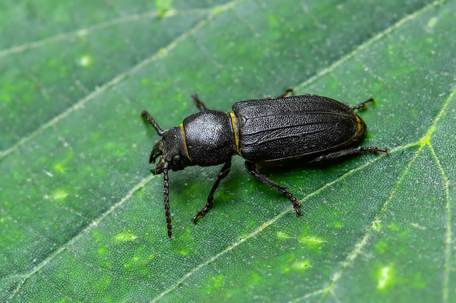 Spondylis buprestoides - erdei félcincér