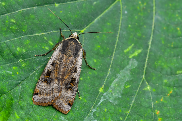 Noctua pronuba - nagy sárgafűbagoly