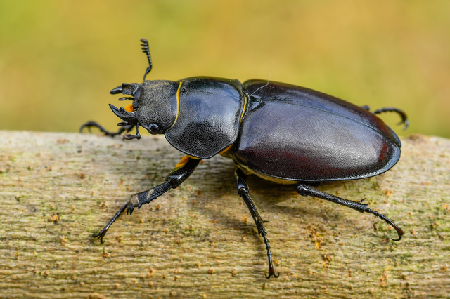 Lucanus cervus - nagy szarvasbogár