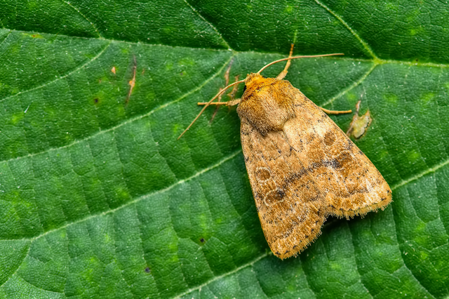 Hoplodrina octogenaria - barna selymesbagoly