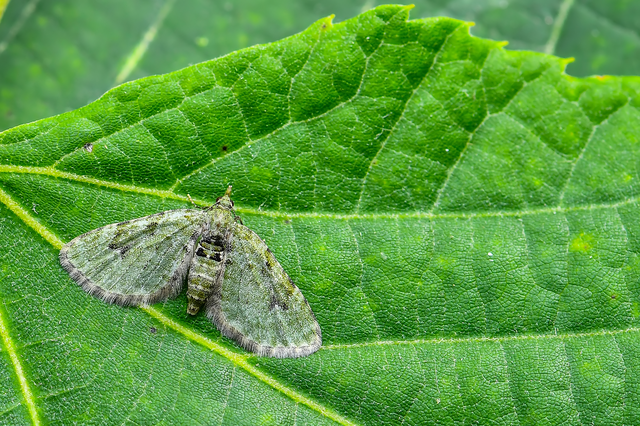 Chloroclystis v-ata - zöldes törpearaszoló