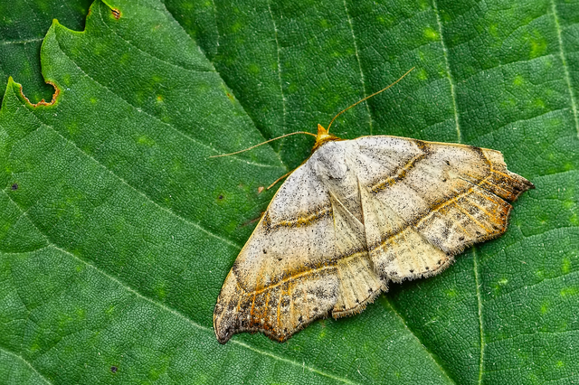 Laspeyria flexula - zuzmóbagoly