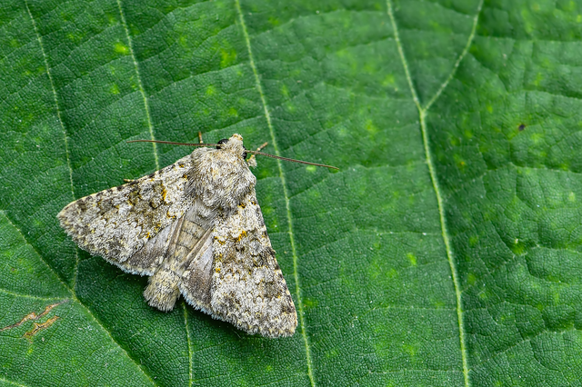 Hecatera dysodea - parajbagoly