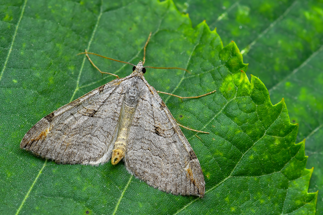 Aplocera plagiata - szürke csíkosaraszoló