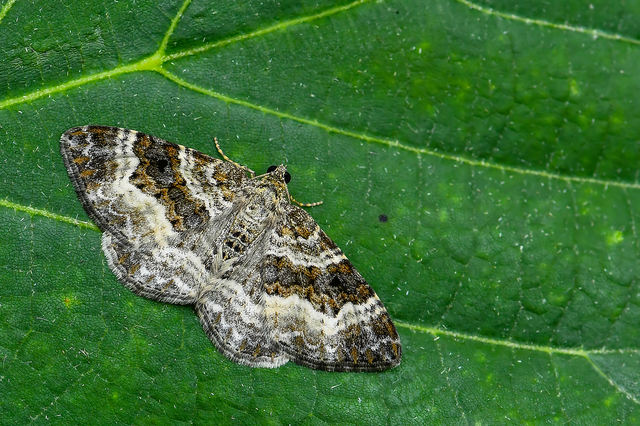Epirrhoe alternata - galaj-tarkaaraszoló