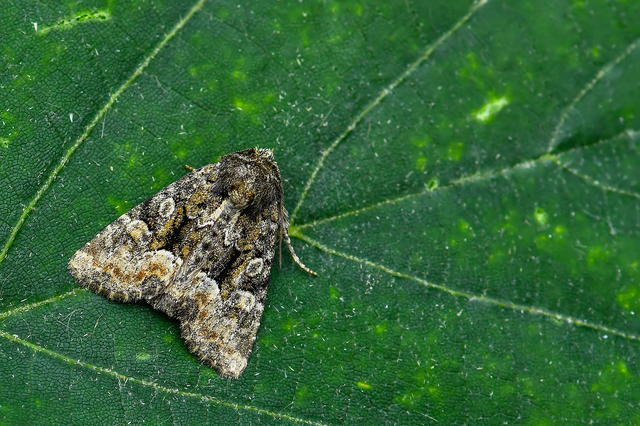 Oligia strigilis/latruncula/versicolor