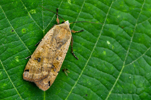Noctua pronuba - nagy sárgafűbagoly