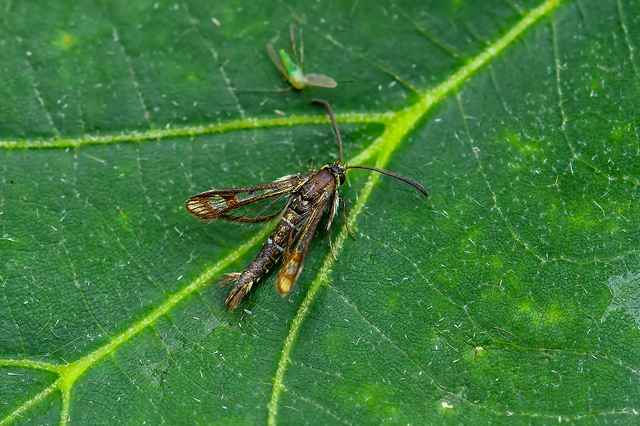 Sesiidae - szitkárfélék