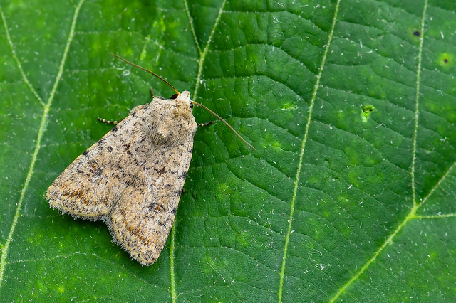 Paradrina clavipalpis - közönséges selymesbagoly